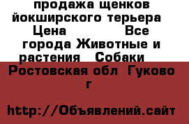 продажа щенков йокширского терьера › Цена ­ 25 000 - Все города Животные и растения » Собаки   . Ростовская обл.,Гуково г.